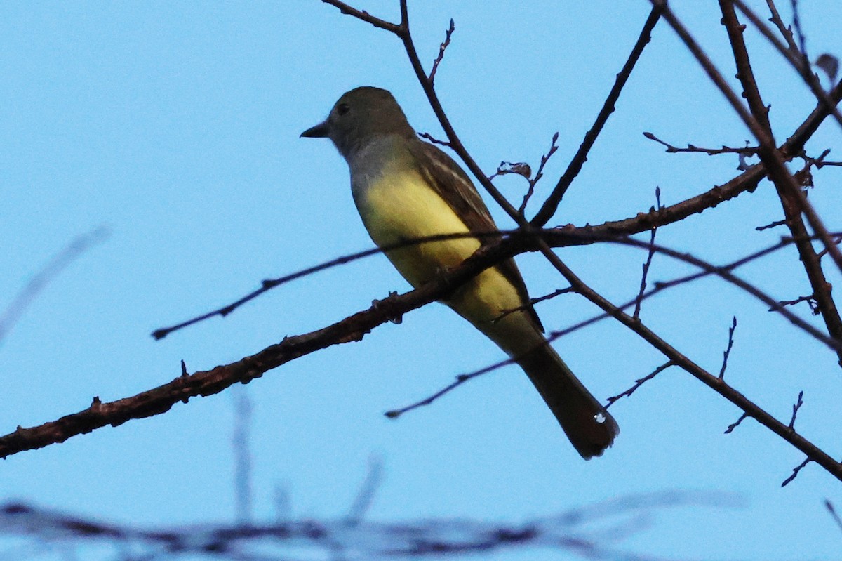 Great Crested Flycatcher - ML608796251