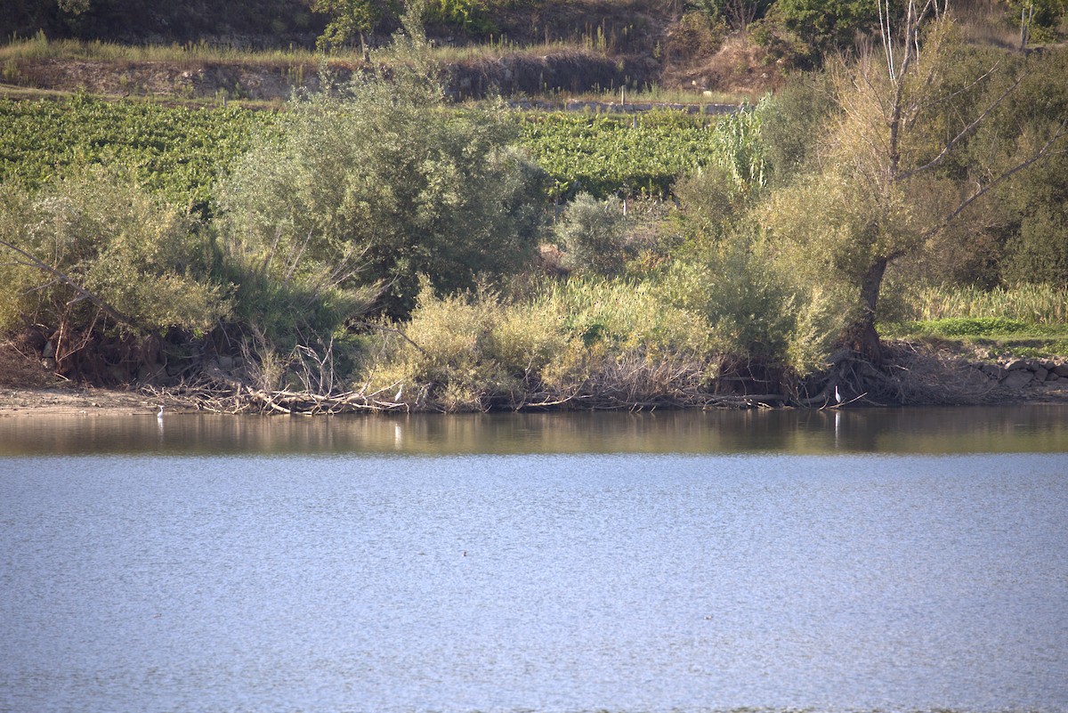 Little Egret - ML608796337