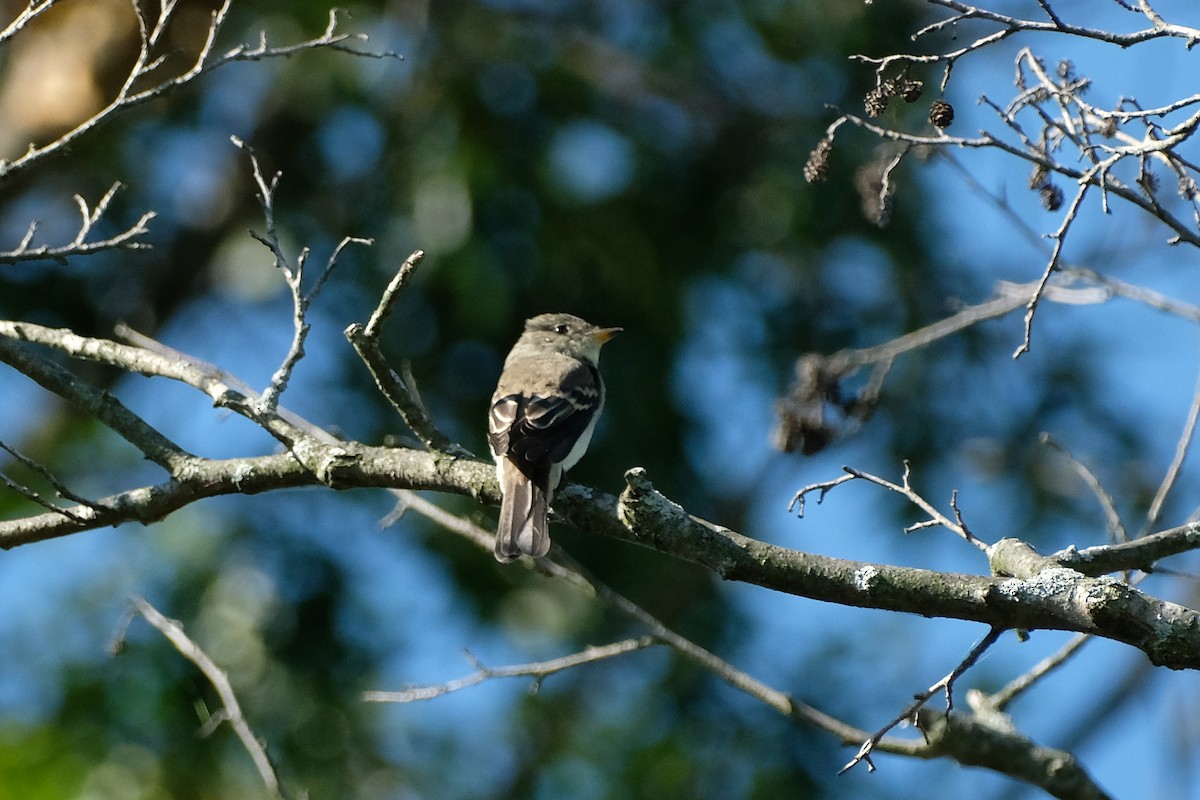 Eastern Wood-Pewee - ML608796454