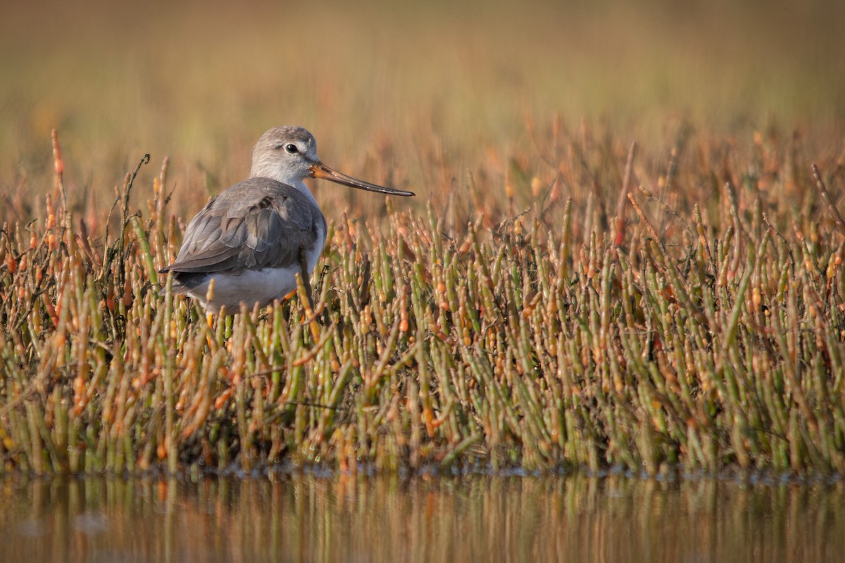 Terek Sandpiper - Retief Williams