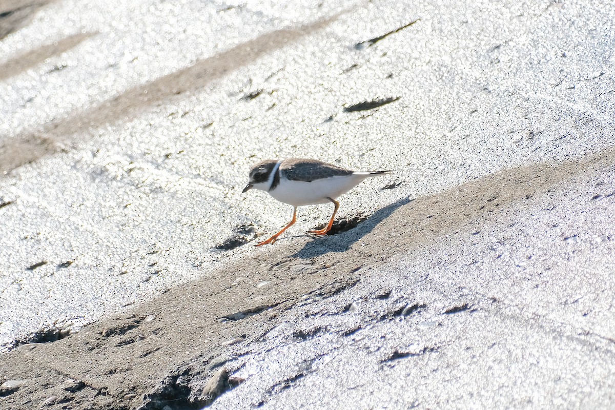 Semipalmated Plover - ML608796528