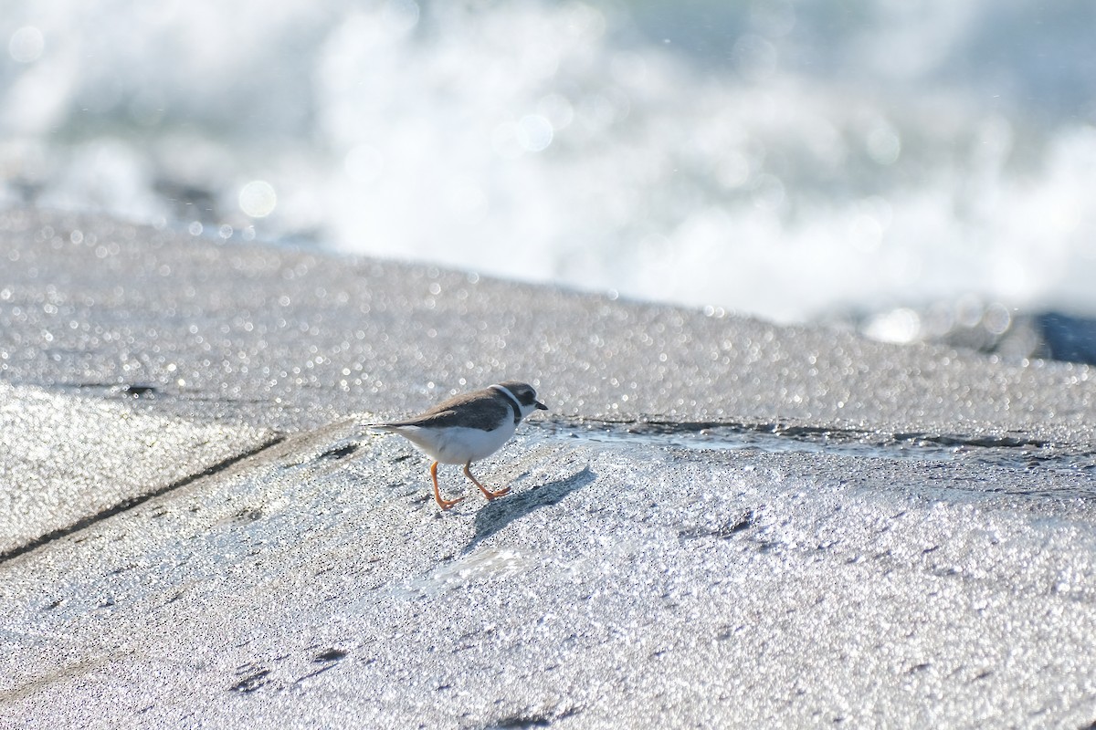 Semipalmated Plover - ML608796529