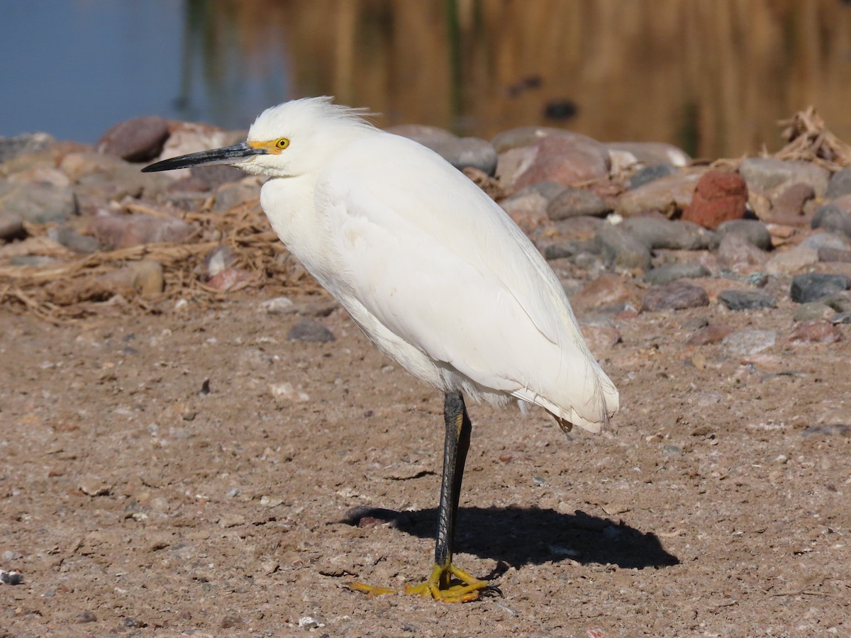 Snowy Egret - ML608796897