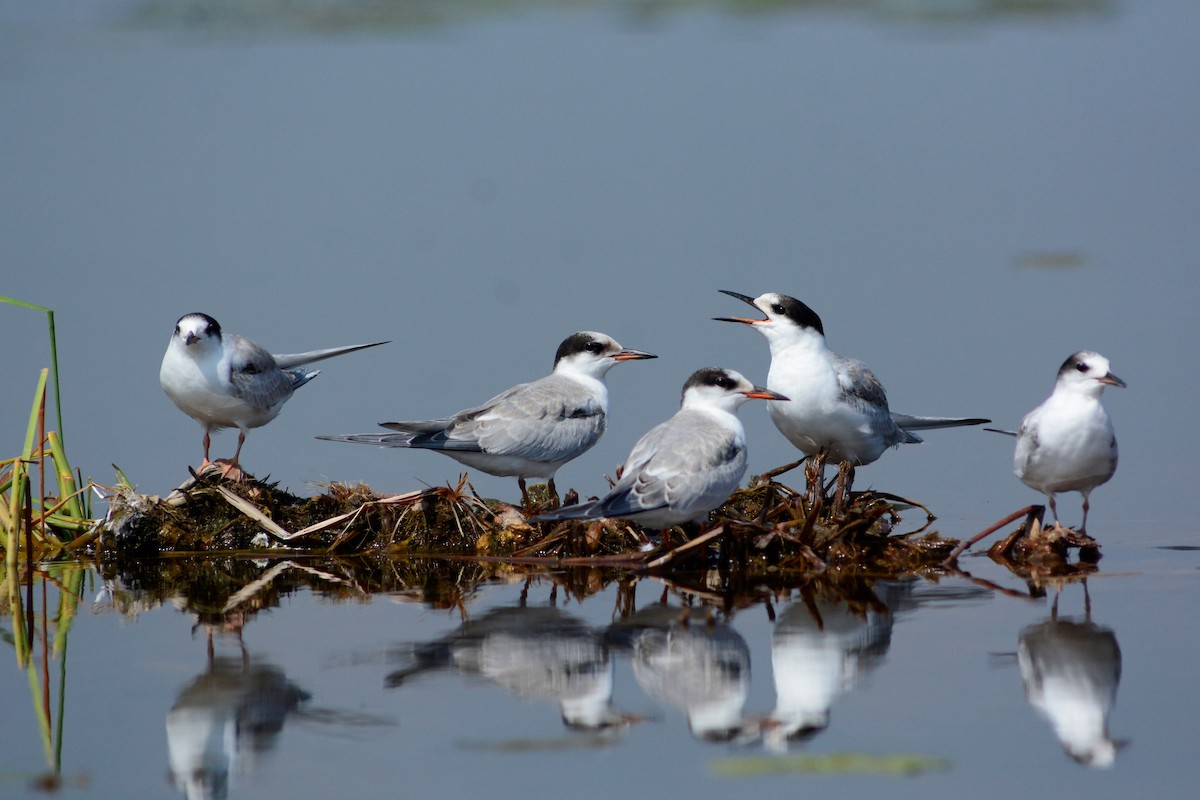 Common Tern - ML608797073