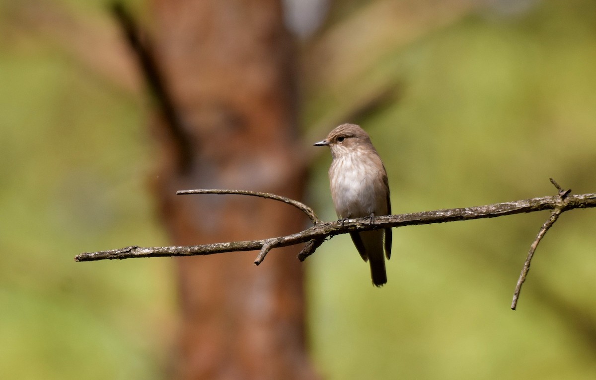 Spotted Flycatcher - ML608797233