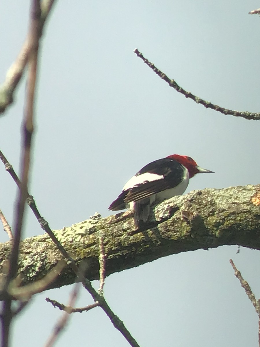 Red-headed Woodpecker - Thomas Wood