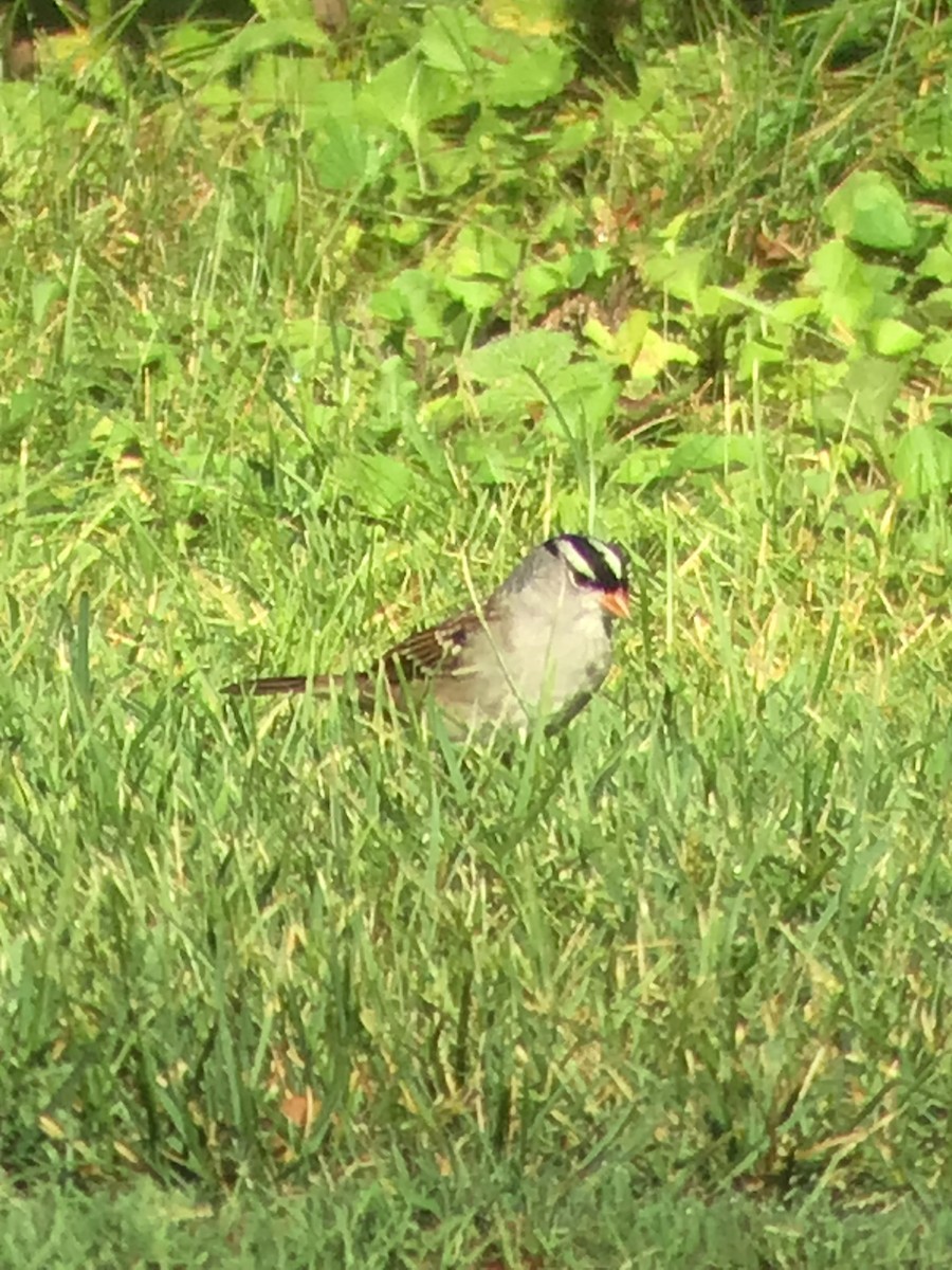 White-crowned Sparrow - Thomas Wood