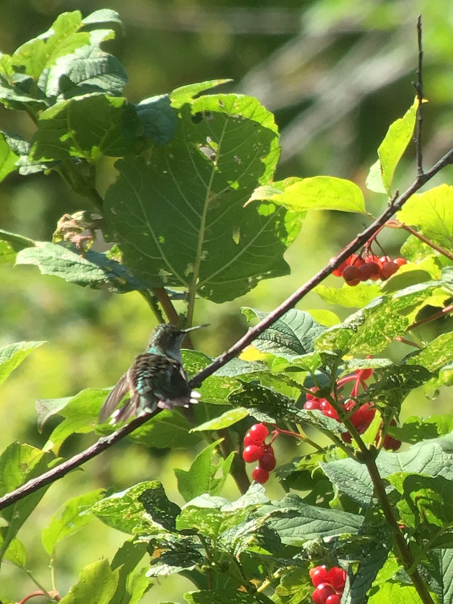 Colibri à gorge rubis - ML608797351