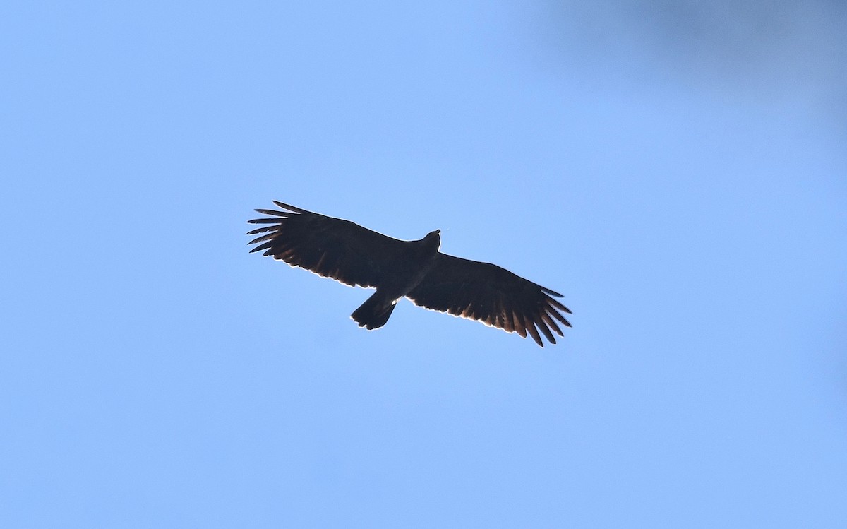 Lesser Spotted Eagle - Lukasz Pulawski