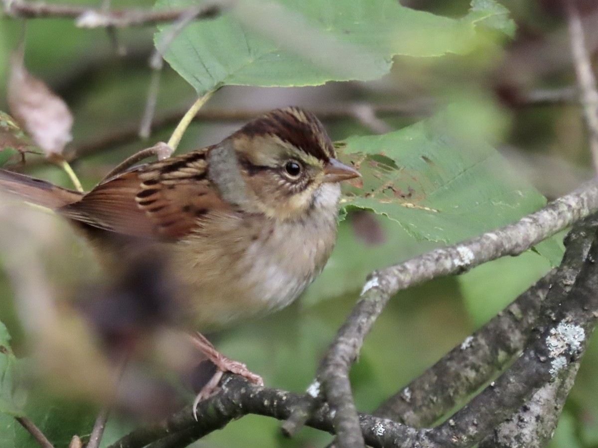 Swamp Sparrow - ML608797366