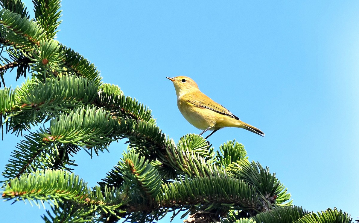 Common Chiffchaff - ML608797372