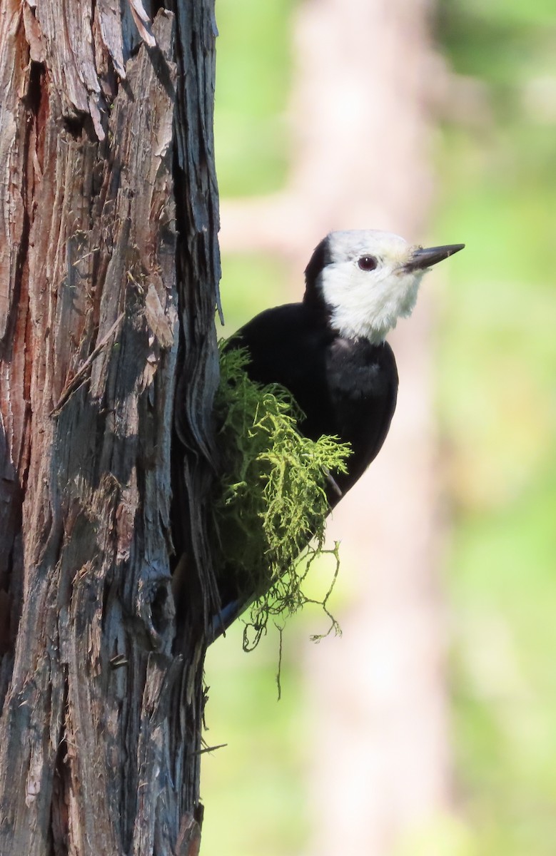 White-headed Woodpecker - ML608797411