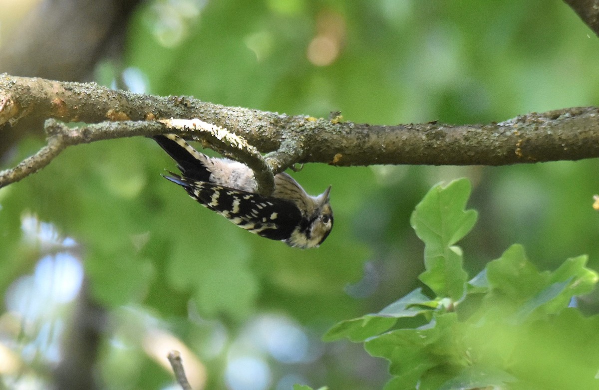 Lesser Spotted Woodpecker - ML608797450