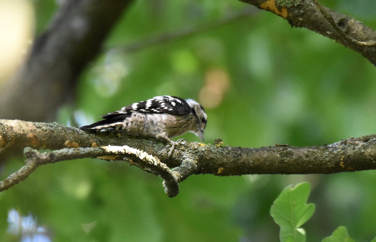 Lesser Spotted Woodpecker - Lukasz Pulawski