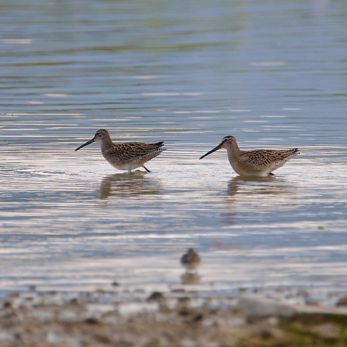 Long-billed Dowitcher - ML608797494