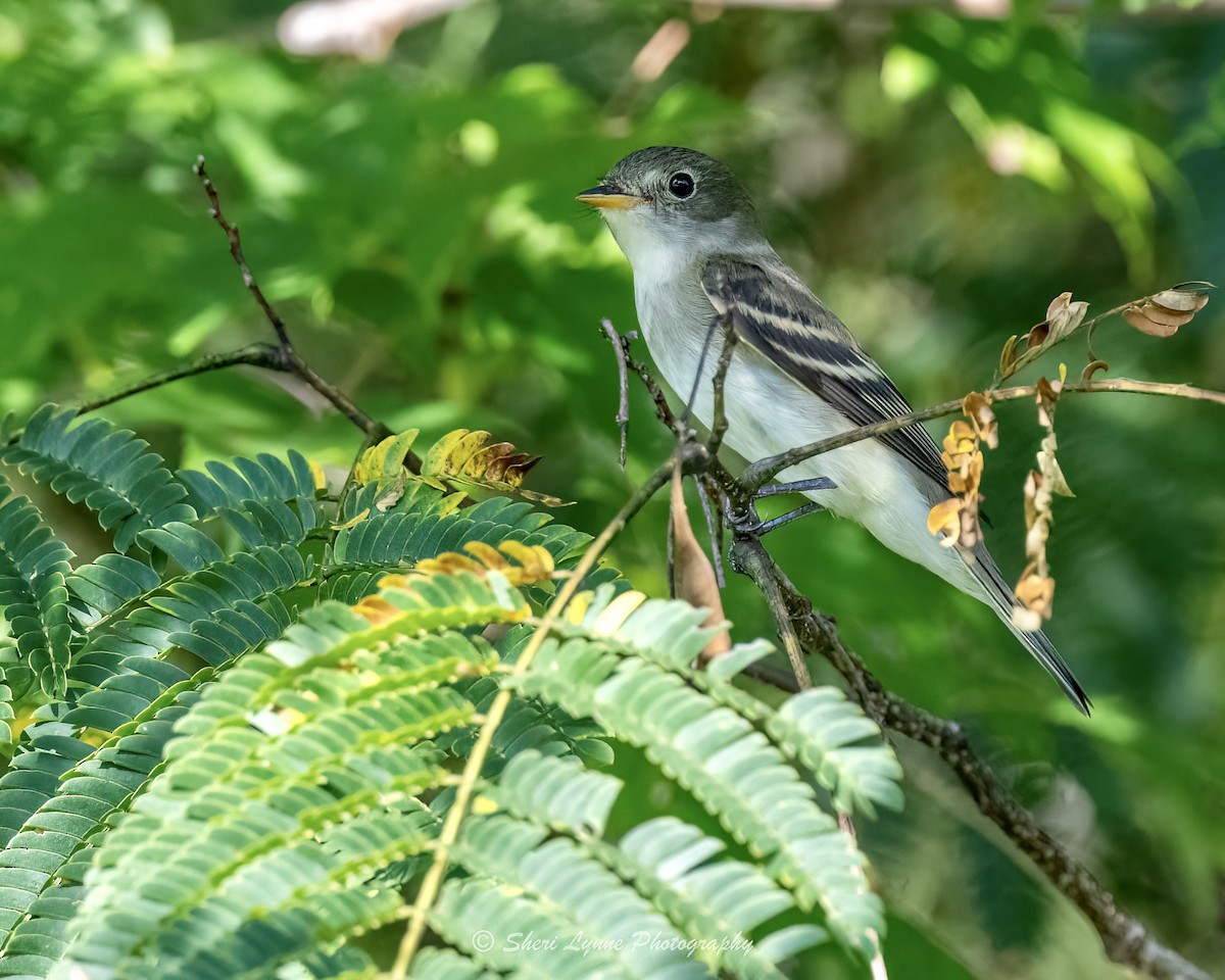 Moucherolle tchébec - ML608797526