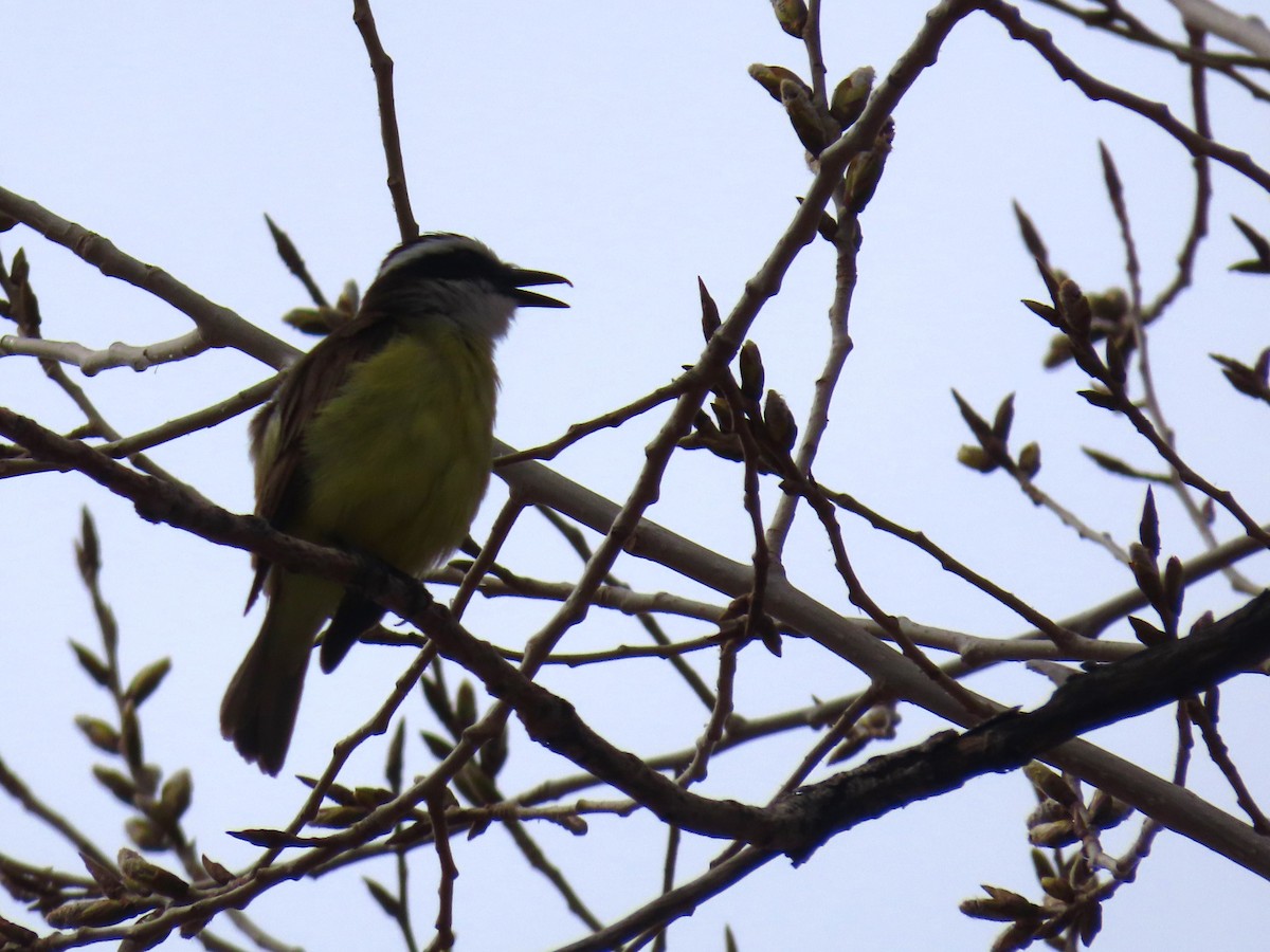 Great Kiskadee - ML608797540