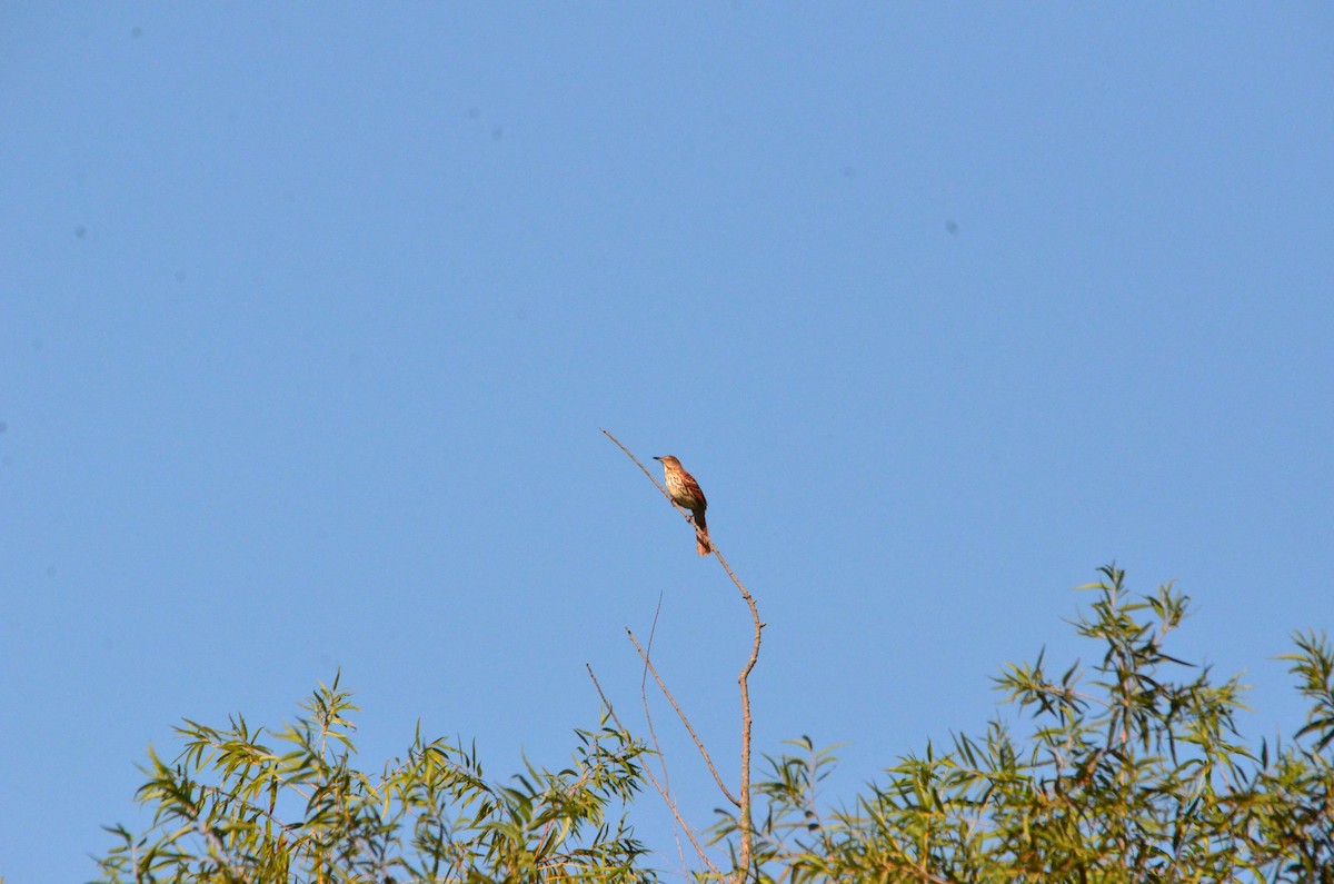 Brown Thrasher - ML608797585