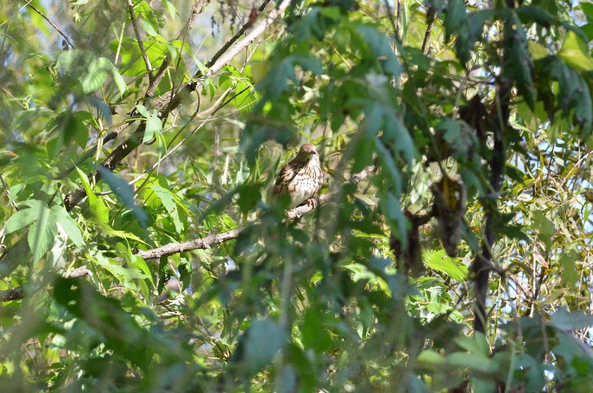 Brown Thrasher - ML608797607