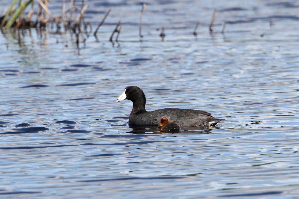 American Coot - ML60879761