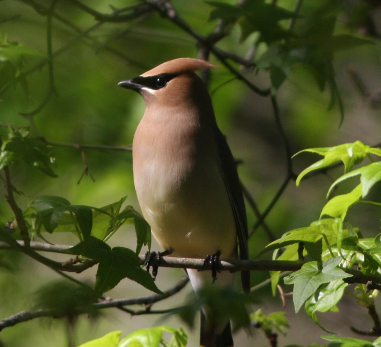 Cedar Waxwing - ML608797665