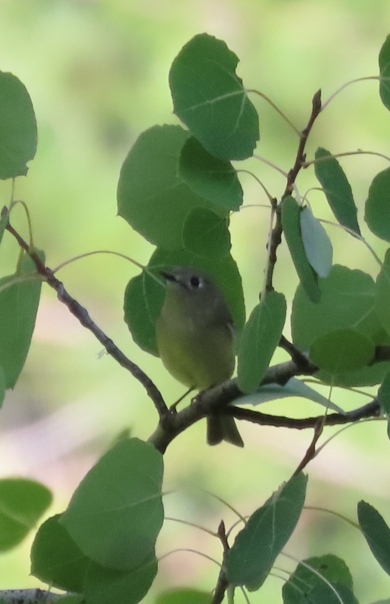 Ruby-crowned Kinglet - ML608797691