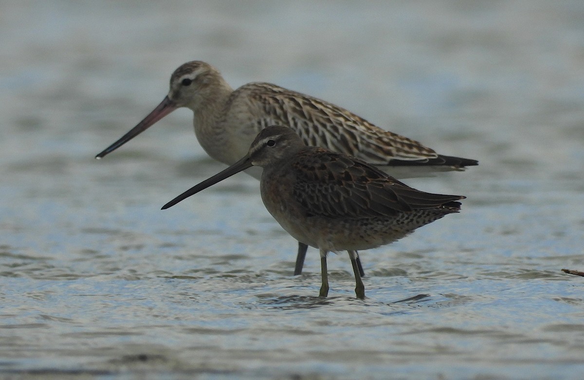 Long-billed Dowitcher - Xabi Varela