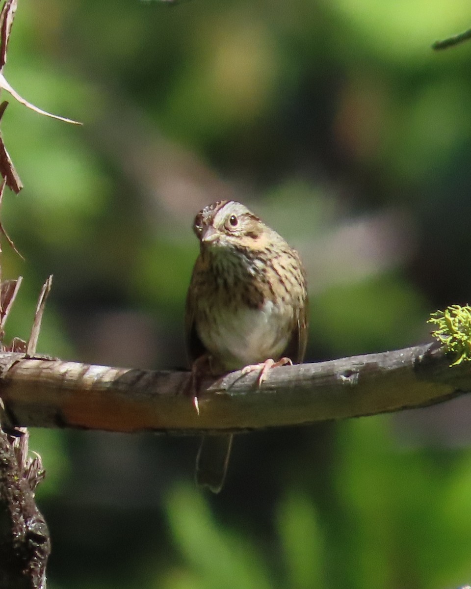 Lincoln's Sparrow - ML608797796