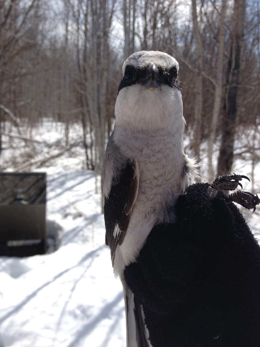 Northern Shrike - ML608798096