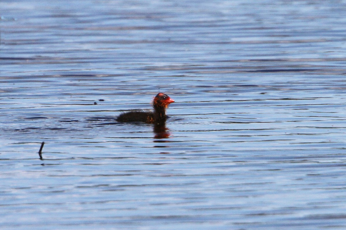 American Coot - ML60879811