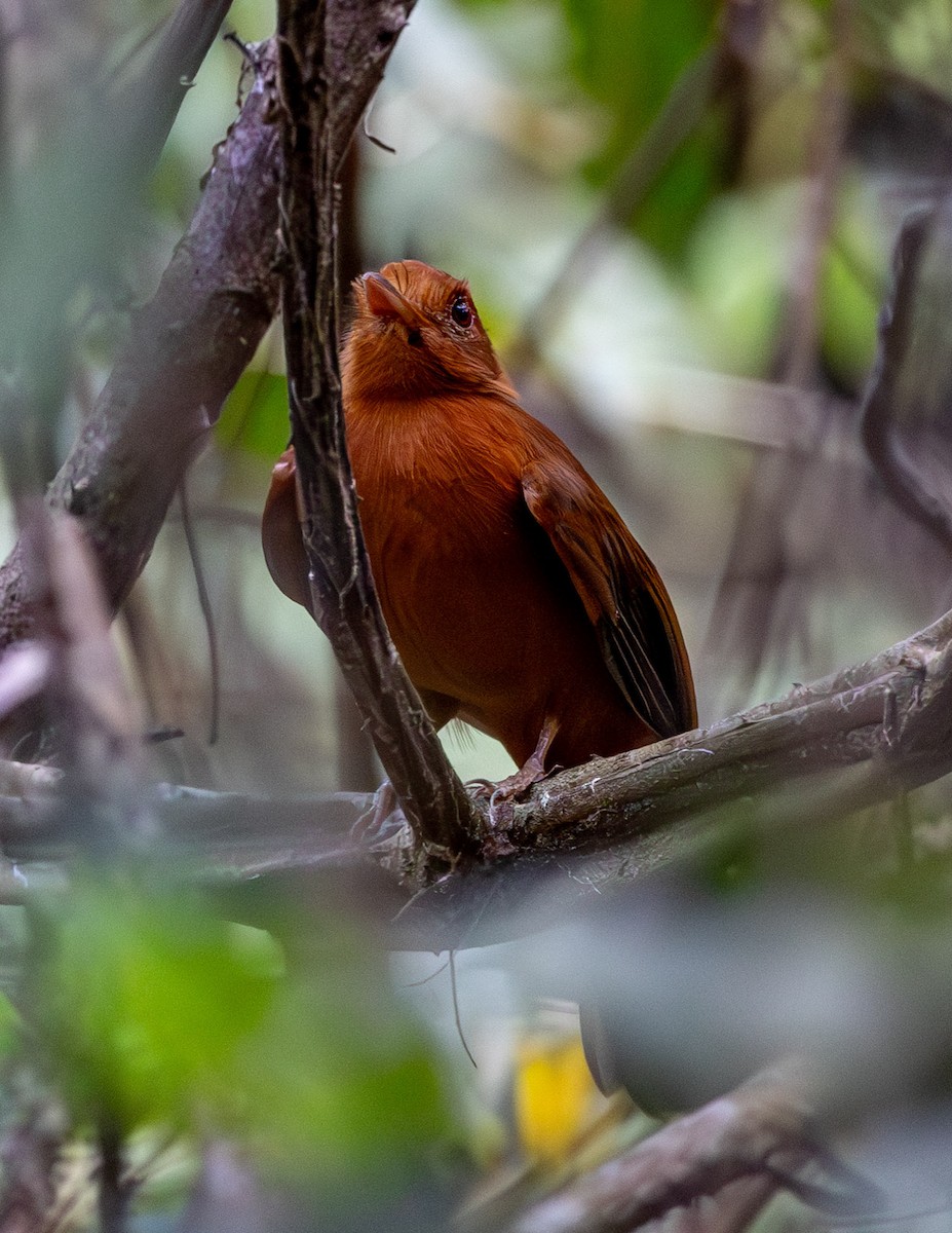 Rufous Twistwing - Clarisse Odebrecht