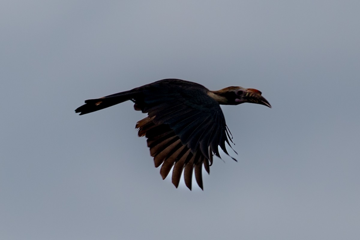 Luzon Hornbill - ML608798307