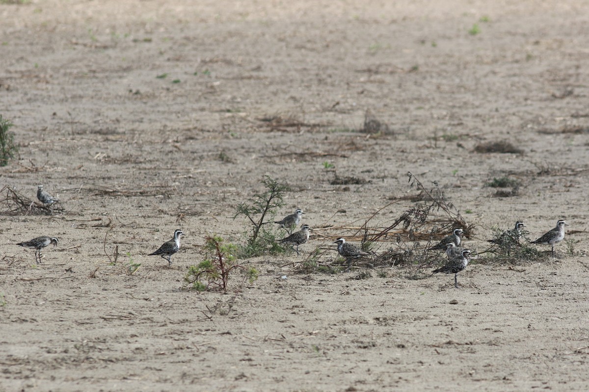 American Golden-Plover - ML608798332