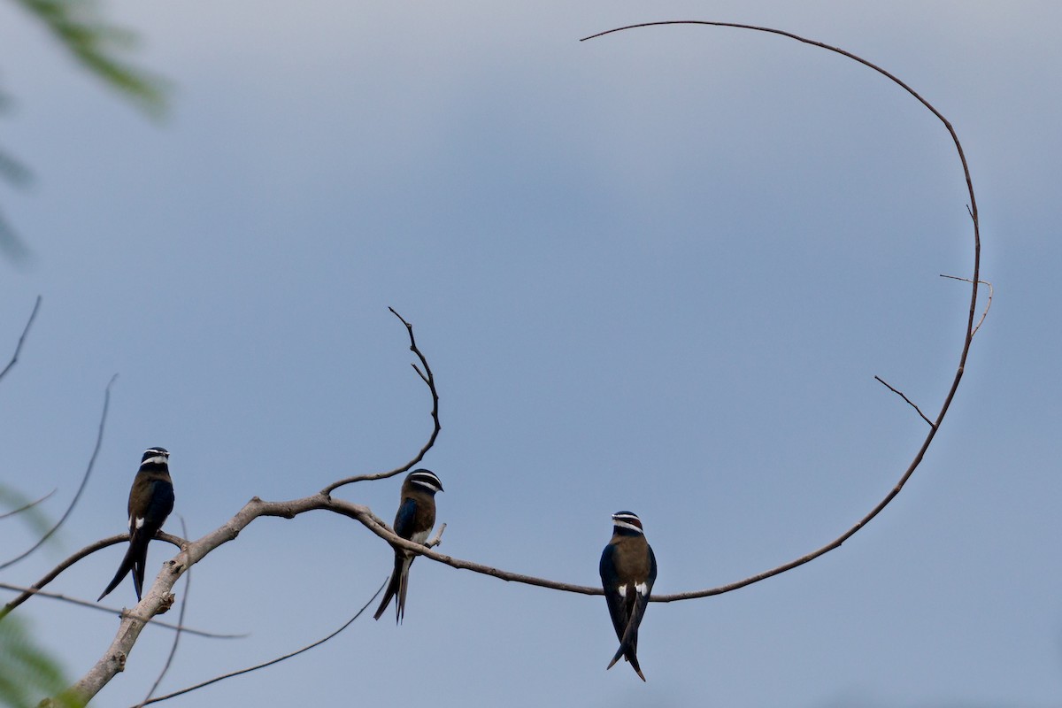 Whiskered Treeswift - ML608798396