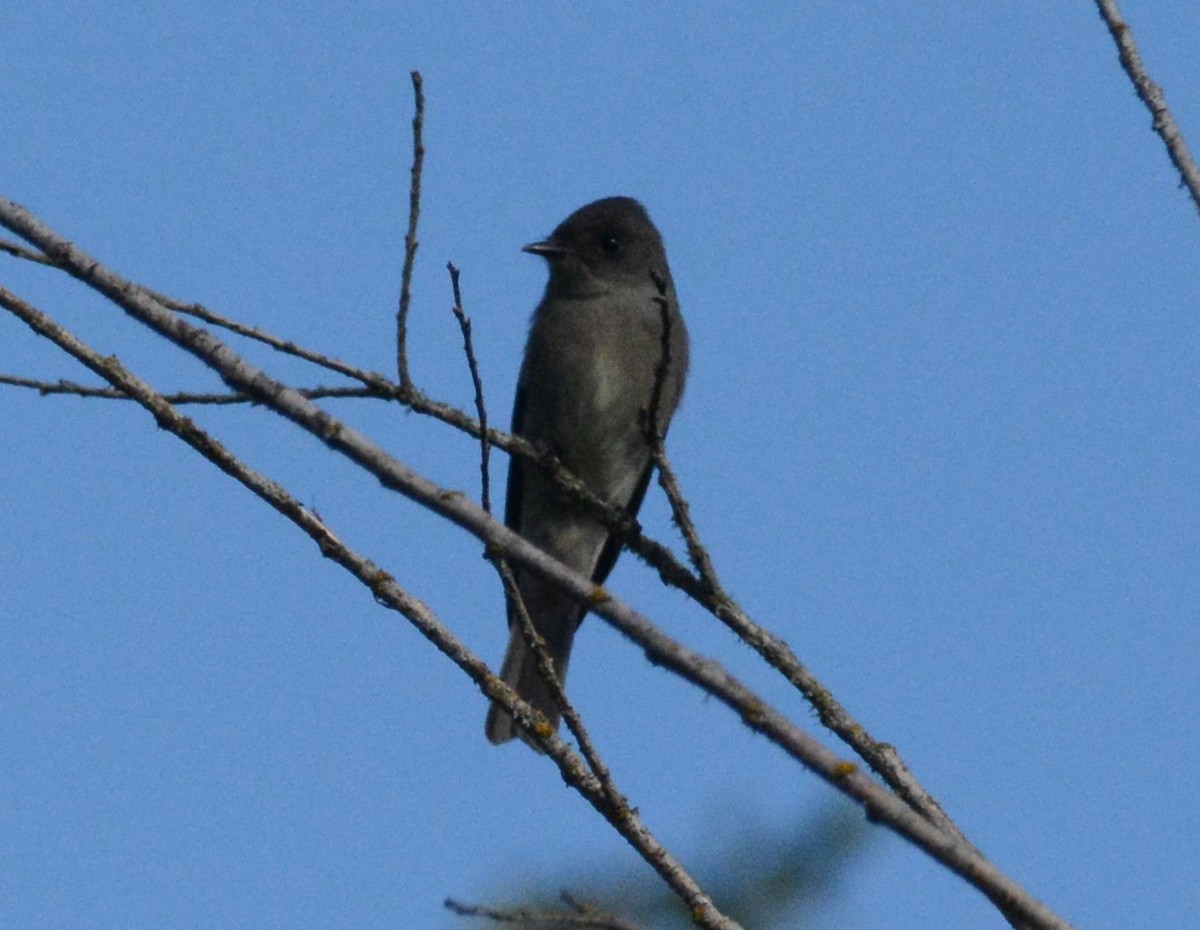 Western Wood-Pewee - ML608798442