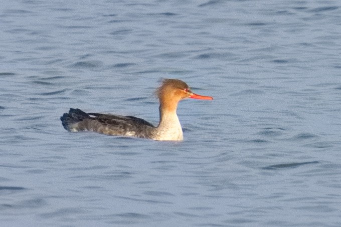 Red-breasted Merganser - Bruce Kerr