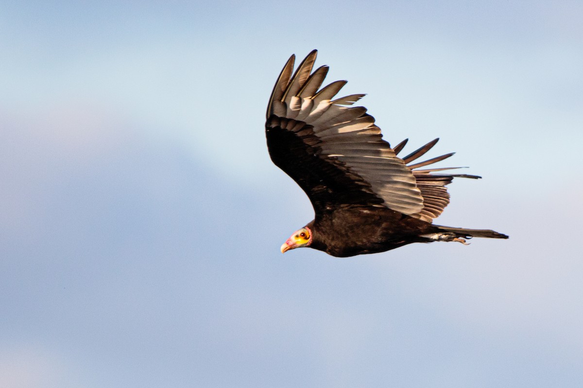 Lesser Yellow-headed Vulture - Lalo Simonini