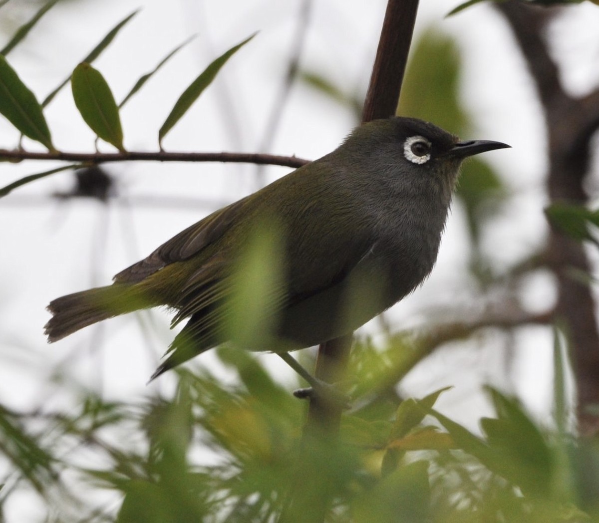 Reunion White-eye - ML608798600