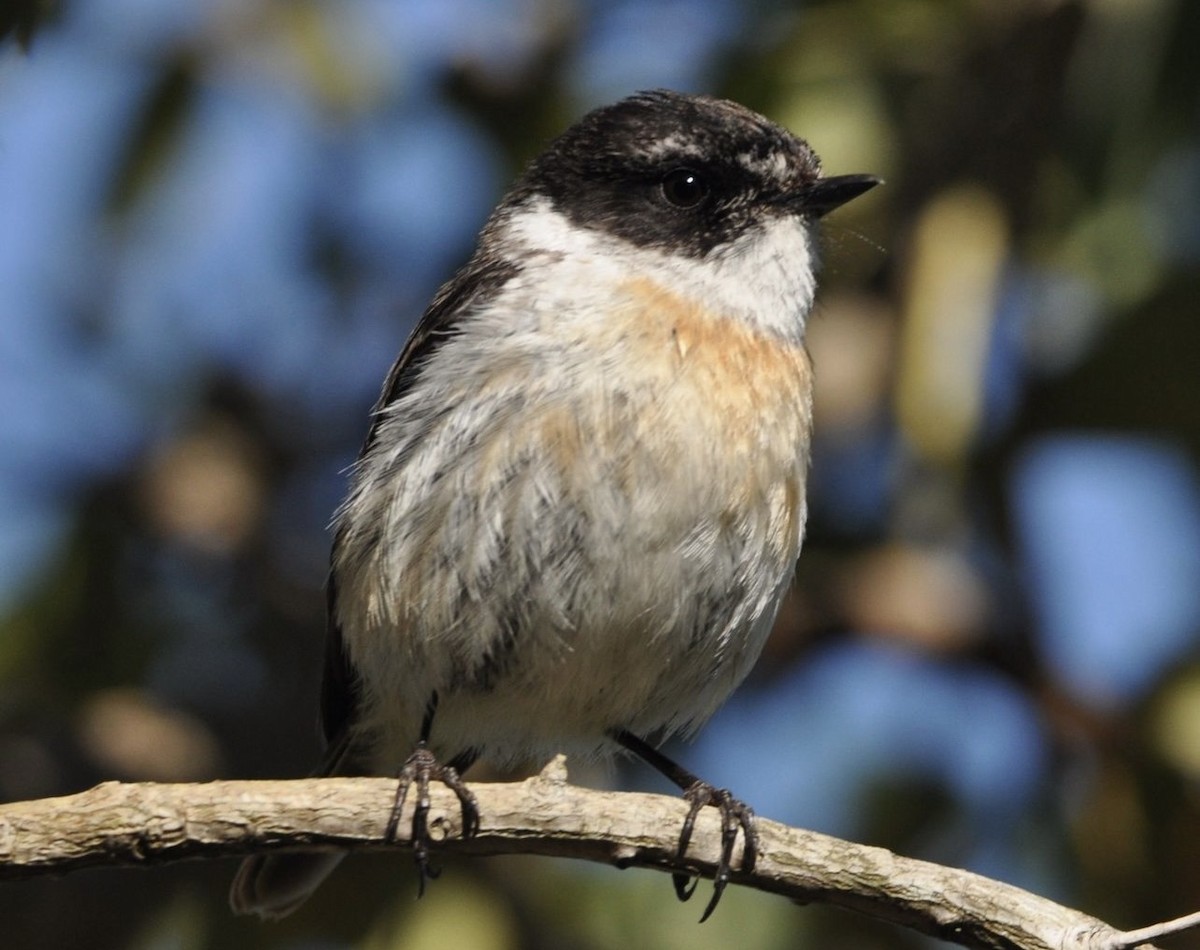 Reunion Stonechat - Fabio Fercher