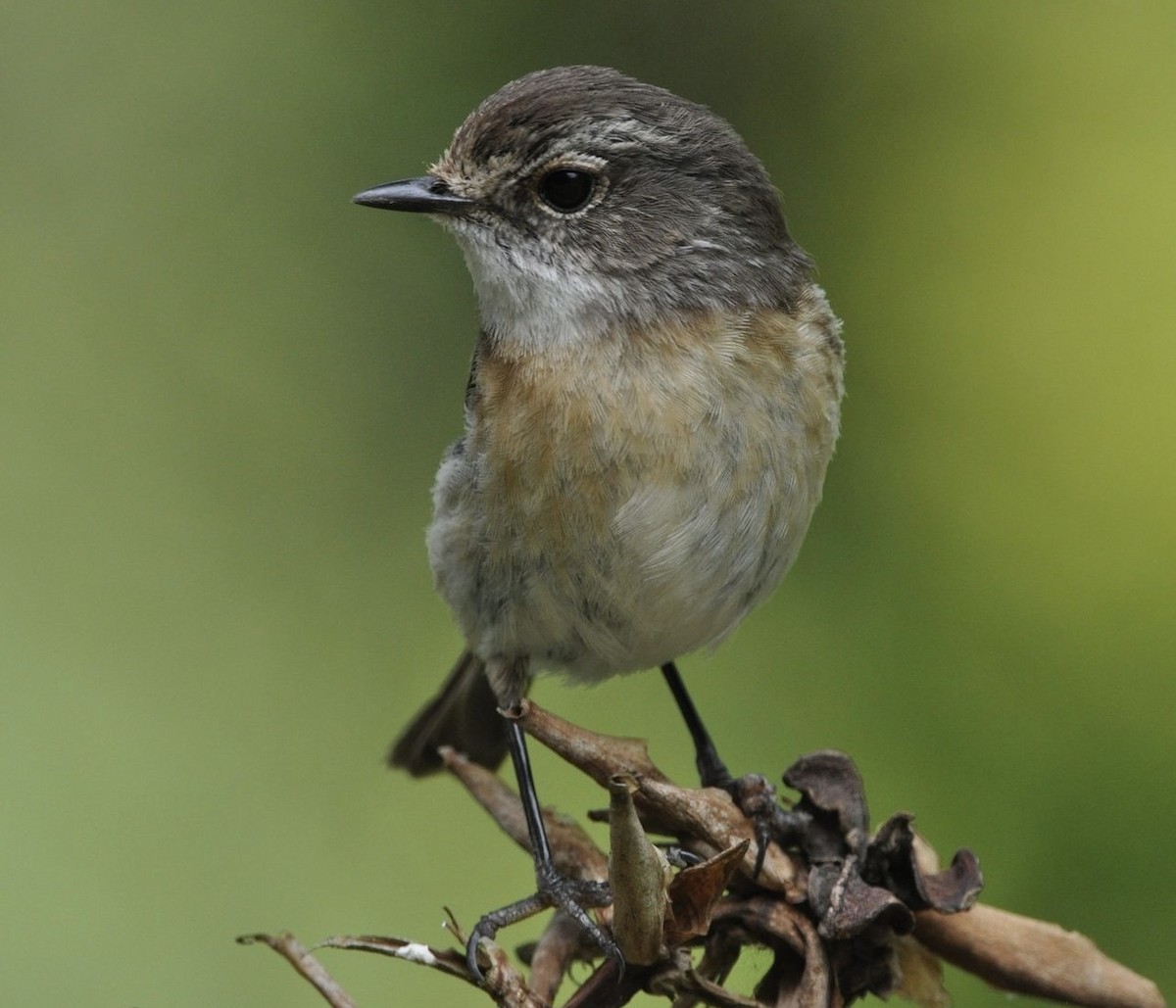 Reunion Stonechat - Fabio Fercher