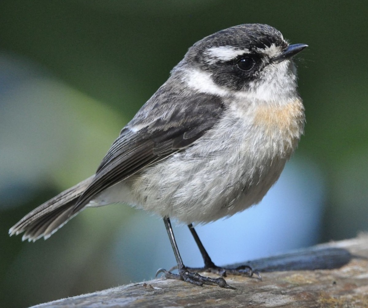 Reunion Stonechat - Fabio Fercher