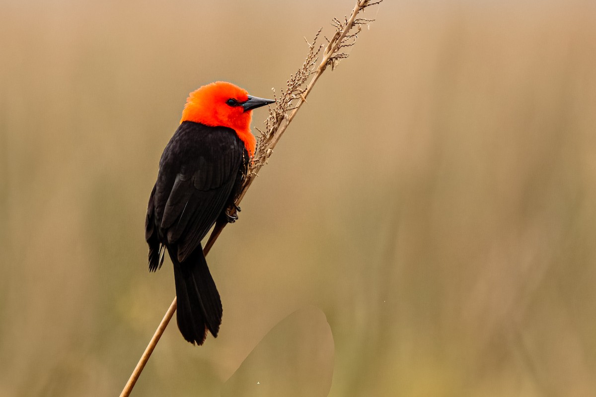 Scarlet-headed Blackbird - ML608798669