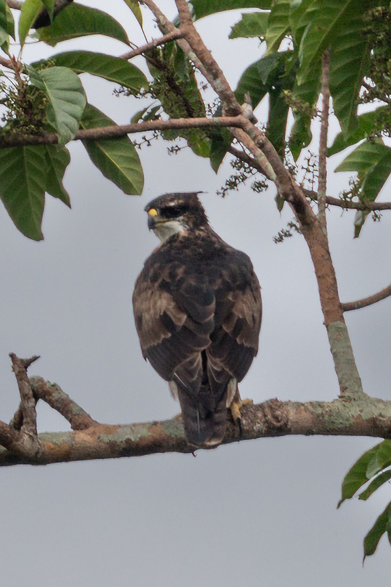 Rufous-bellied Eagle - Merlijn van Weerd