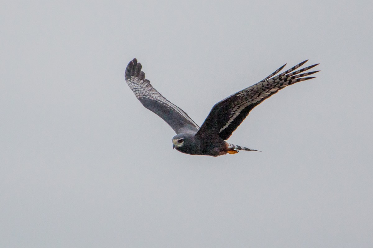 Long-winged Harrier - Lalo Simonini