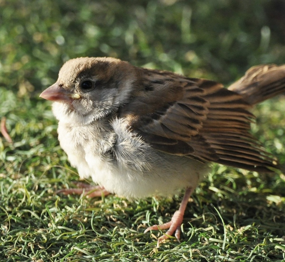 Оронгийн бор шувуу - ML608798698