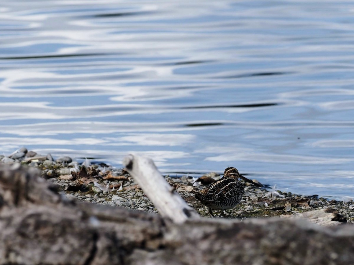 Wilson's Snipe - ML608798720