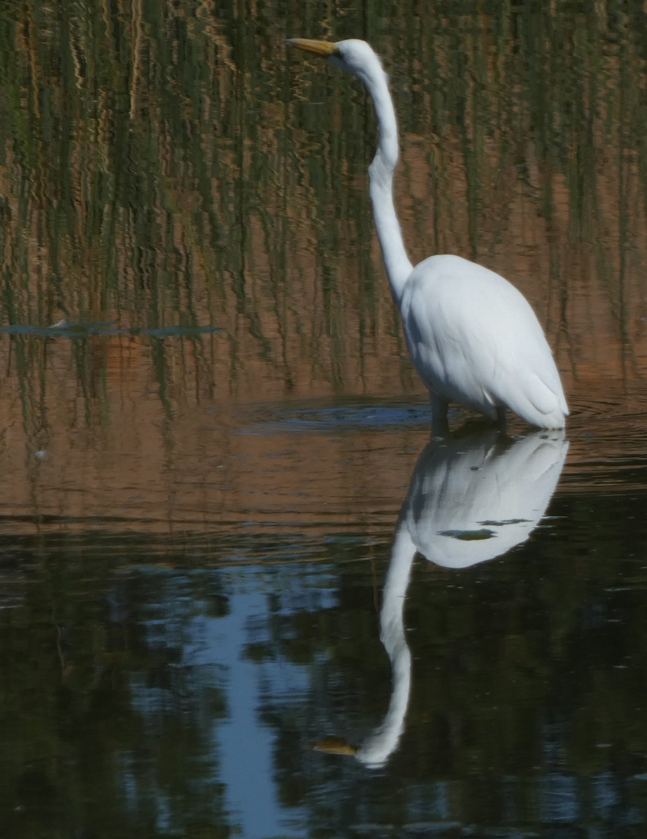 Great Egret - ML608798733