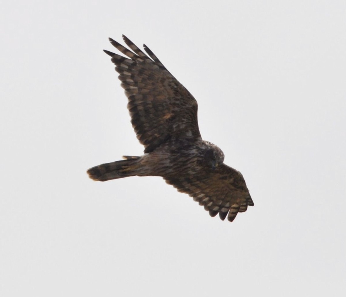 Aguilucho Lagunero de Reunión - ML608798754