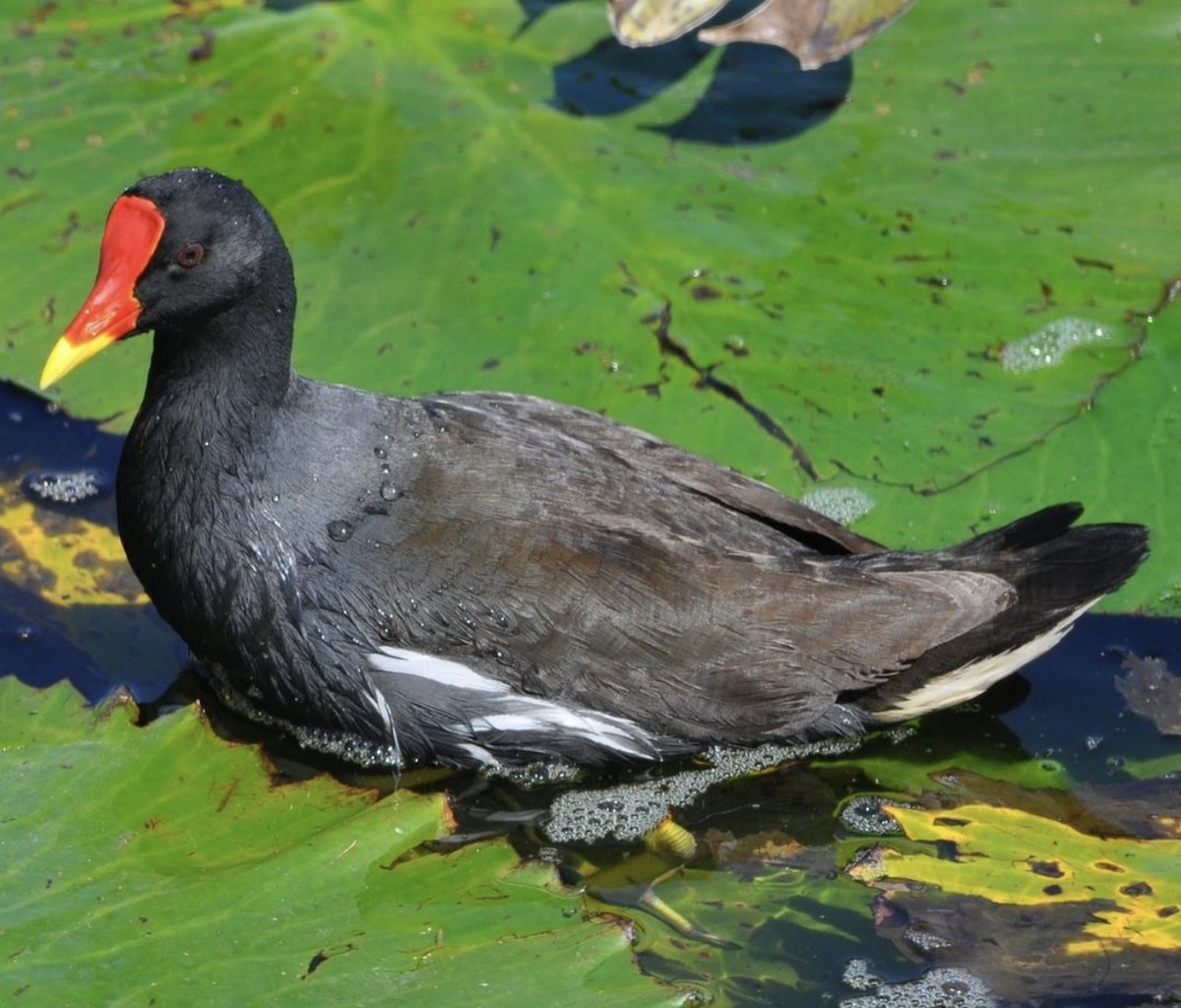 Eurasian Moorhen - ML608798781