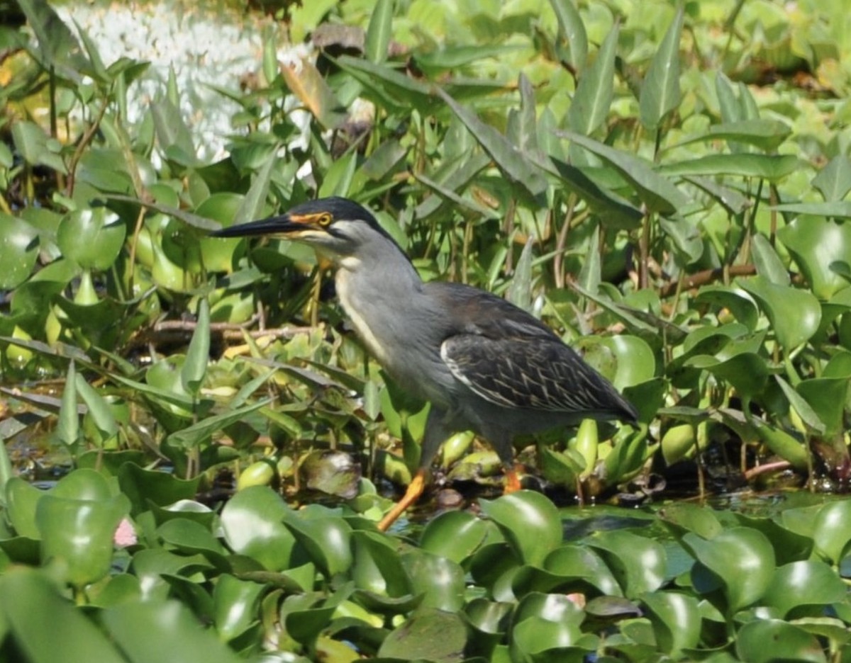 Striated Heron - ML608798788